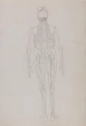 Een vergelijkende anatomische uiteenzetting van de structuur van het menselijk lichaam met dat van een tijger en een hoender: Human Figure, Posterior View (Schets van een sleutelfiguur in het laatste stadium van de ontleding)