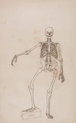 Een vergelijkende anatomische uiteenzetting van de structuur van het menselijk lichaam met dat van een tijger en een hoender: Menselijk skelet, vooraanzicht
