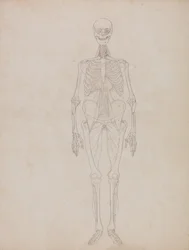 Een vergelijkende anatomische uiteenzetting van de structuur van het menselijk lichaam met dat van een tijger en een hoender:  Menselijk Figuur, Vooraanzicht (Schetsfiguur)