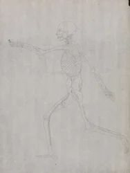 Een vergelijkende anatomische uiteenzetting van de structuur van het menselijk lichaam met dat van een tijger en een hoender: Menselijke figuur, zijaanzicht