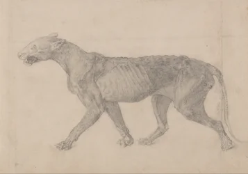 Een vergelijkende anatomische uiteenzetting van de structuur van het menselijk lichaam met dat van een tijger en een hoender: Tiger Body, Lateral View (Eerste van negen tekeningen van een ander exemplaar van tijger)