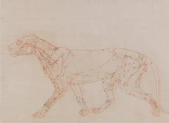 Een vergelijkende anatomische uiteenzetting van de structuur van het menselijk lichaam met dat van een tijger en een hoender:  Tijgerlichaam, zijaanzicht (Studie van de spieren blootgelegd in het derde stadium van dissectie)