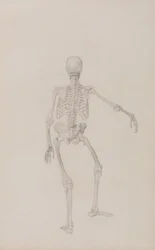 Een vergelijkende anatomische uiteenzetting van de structuur van het menselijk lichaam met dat van een tijger en een hoender: Menselijk skelet, achteraanzicht (rechterarm gestrekt; voltooide studie voor een ongepubliceerde tabel)