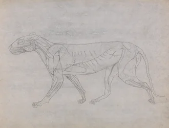 Een vergelijkende anatomische uiteenzetting van de structuur van het menselijk lichaam met dat van een tijger en een hoender: Tijgerlichaam, zijaanzicht