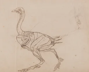 Een vergelijkende anatomische uiteenzetting van de structuur van het menselijk lichaam met dat van een tijger en een hoen:  Dorking Hen Lichaam, zijaanzicht (schematische tekening van de spieren)