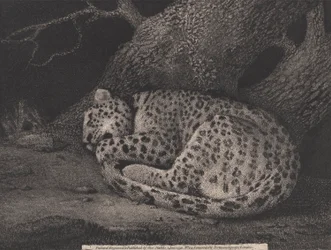 Een Slapende Luipaard, gegraveerd door de kunstenaar, pub. 1791
