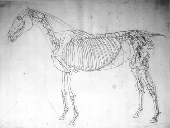 Anatomische studie van een paard