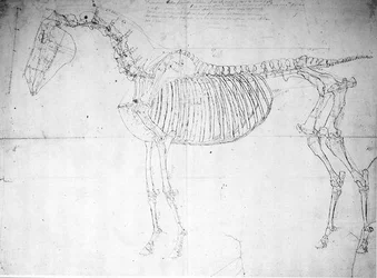 Anatomische studie van een paard