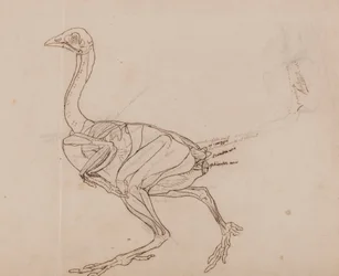 Dorking hen lichaam, zijaanzicht