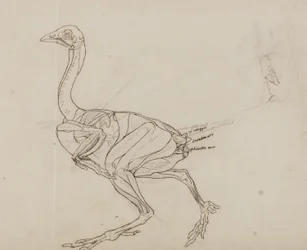 Dorking Hen Body, zijaanzicht, uit 