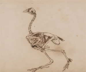 Dorking hen skelet, lateraal aanzicht (Waarschijnlijk voorbereid voor een onuitgegeven sleutelafbeelding)