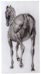 Dorsaal Aanblik van de Spierstructuur van een Geleidelijk Ontleed Paard, studie Nr. 7 uit De Anatomie van het Paard, 1766