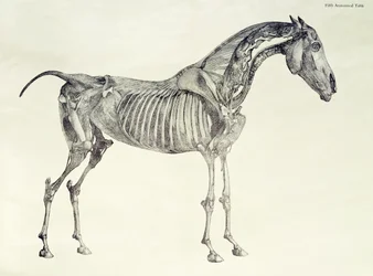 Vijfde Anatomische Tafel, uit 