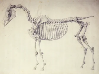 Vijfde Anatomische Tafel, uit 