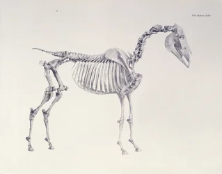 Eerste Skelet Tafel, uit De Anatomie van het Paard