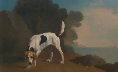 Windhond