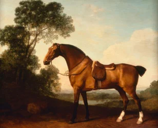 Een gezadelde Bay Hunter