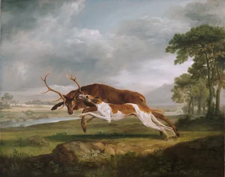Hond jaagt op een hert