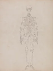 Menselijke figuur, vooraanzicht (omtrekfiguur)