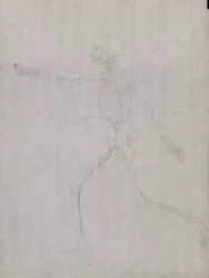 Menselijke figuur, zijaanzicht