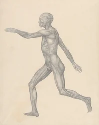 Menselijke Figuur, Lateraal Uitzicht, na Verwijdering van de Huid en de Onderliggende Fasciale Lagen (Voltooide Studie voor Tafel XIII)