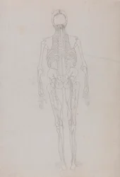 Menselijke Figuur, Achteraanzicht (Omtrektekening voor een sleutel figuur die de laatste fase van dissectie toont)