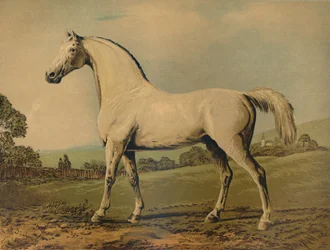 Mambrino. Gefokt door Lord Grosvenor, ca. 1770s, ca. 1879