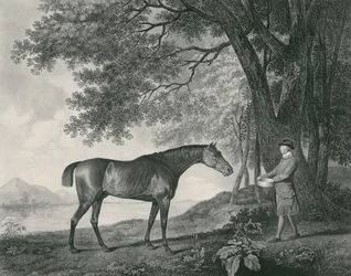 Sharke, gegraveerd door George Townley Stubbs (1756-1815) pub. 1794 (ets)
