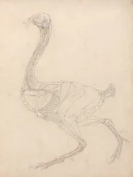 Studie van een Vogel, Laterale Weergave, Diagram voor Sleutel naar Tabel XV, uit Een Vergelijkende Anatomische Expositie van de Structuur van het Menselijk Lichaam met die van een Tijger en een Gewone Vogel, 1795-1806