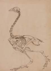 Studie van een vogel, lateraal aanzicht, uit Een vergelijkende anatomische expositie van de structuur van het menselijk lichaam met die van een tijger en een gewone vogel, 1795-1806