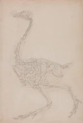 Studie van een vogel, lateraal aanzicht, uit Een vergelijkende anatomische expositie van de structuur van het menselijk lichaam met die van een tijger en een gewone vogel, 1795-1806