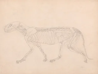 Studie van een Tijger, Laterale Weergave, Abdominale Viscera Blootgelegd, uit Een Vergelijkende Anatomische Expositie van de Structuur van het Menselijk Lichaam met die van een Tijger en een Gewone Vogel, c.1795-1806