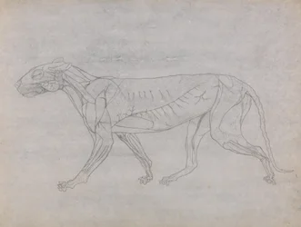 Studie van een Tijger, Laterale Weergave, uit Een Vergelijkende Anatomische Expositie van de Structuur van het Menselijk Lichaam met die van een Tijger en een Gewone Vogel, c.1795-1806