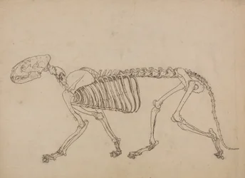 Studie van een Tijger, Laterale Weergave, uit Een Vergelijkende Anatomische Expositie van de Structuur van het Menselijk Lichaam met die van een Tijger en een Gewone Vogel, 1795-1806
