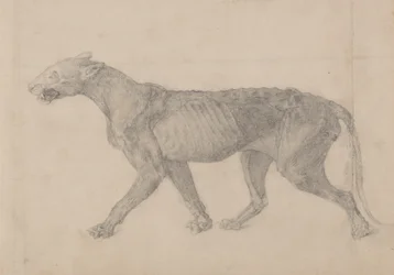 Studie van een tijger, lateraal aanzicht, uit Een vergelijkende anatomische expositie van de structuur van het menselijk lichaam met die van een tijger en een gewone vogel, 1795-1806