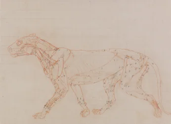 Studie van een tijger, lateraal aanzicht, uit Een vergelijkende anatomische expositie van de structuur van het menselijk lichaam met die van een tijger en een gewone vogel, 1795-1806