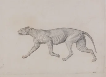 Studie van een tijger, lateraal aanzicht, uit Een vergelijkende anatomische expositie van de structuur van het menselijk lichaam met die van een tijger en een gewone vogel, 1795-1806