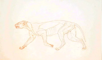 Studie van een tijger, lateraal aanzicht, uit Een vergelijkende anatomische expositie van de structuur van het menselijk lichaam met die van een tijger en een gewone vogel, 1795-1806