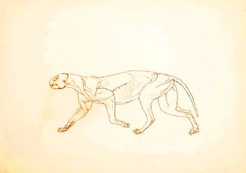 Studie van een tijger, lateraal aanzicht, uit Een vergelijkende anatomische expositie van de structuur van het menselijk lichaam met die van een tijger en een gewone vogel, 1795-1806