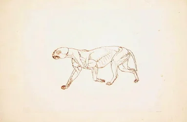 Studie van een tijger, lateraal aanzicht, uit Een vergelijkende anatomische expositie van de structuur van het menselijk lichaam met die van een tijger en een gewone vogel, 1795-1806