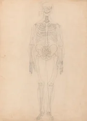 Studie van het Menselijk Lichaam, Anterieure Weergave, Diagram voor Sleutel naar Tabel I, uit Een Vergelijkende Anatomische Expositie van de Structuur van het Menselijk Lichaam met die van een Tijger en een Gewone Vogel, c.1795-1806