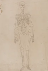 Studie van het menselijk lichaam, vooraanzicht, uit Een Vergelijkende Anatomische Expositie van de Structuur van het Menselijk Lichaam met die van een Tijger en een Gewone Vogel, c.1795-1806