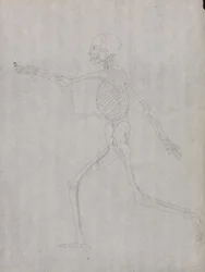 Studie van het Menselijk Lichaam, Laterale Weergave, uit Een Vergelijkende Anatomische Expositie van de Structuur van het Menselijk Lichaam met die van een Tijger en een Gewone Vogel, 1795-1806