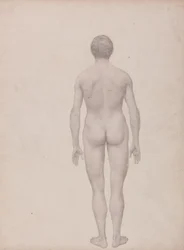 Studie van het Menselijk Lichaam, Posterieure Weergave, Ongedissecteerd, Voltooide Studie voor Tabel VII, uit Een Vergelijkende Anatomische Expositie van de Structuur van het Menselijk Lichaam met die van een Tijger en een Gewone Vogel