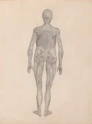 Studie van het Menselijk Lichaam, Posterieure Weergave, met huid en onderliggende fasciale weefsels verwijderd, uit Een Vergelijkende Anatomische Expositie van de Structuur van het Menselijk Lichaam met die van een Tijger en een Gewone Vogel