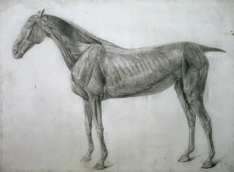 De studie van spieren: Ecorche-tekening gezien vanaf de flank, uit de 13e anatomische tafel, uit de anatomie van het paard, 1766