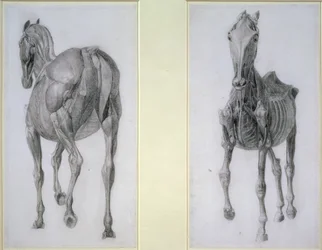 De studie van spieren: voor- en achteraanzicht, uit de 13e anatomische tafel, uit de anatomie van het paard, 1766