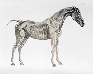 Derde Anatomische Tafel, uit 