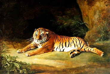 Tijger