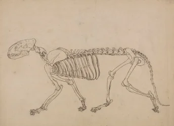 Tigerskelet, zijaanzicht (studie voor de sleutel figuur naar Tafel IV)